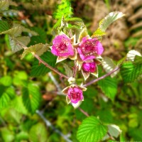 <i>Rubus leucocarpus</i>  Arn.